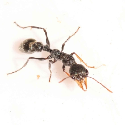 Myrmecia sp., pilosula-group (Jack jumper) at Bruce, ACT - 31 Oct 2023 by ConBoekel