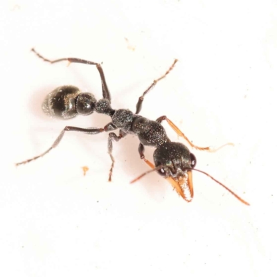 Myrmecia sp., pilosula-group (Jack jumper) at Bruce Ridge to Gossan Hill - 30 Oct 2023 by ConBoekel