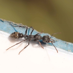 Myrmecia sp., pilosula-group at Bruce, ACT - 31 Oct 2023 08:15 AM