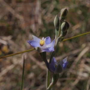 Thelymitra brevifolia at Mount Taylor - 24 Oct 2023
