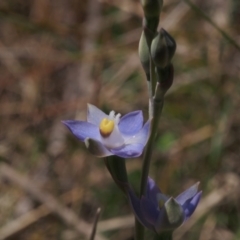 Thelymitra brevifolia at Mount Taylor - 24 Oct 2023