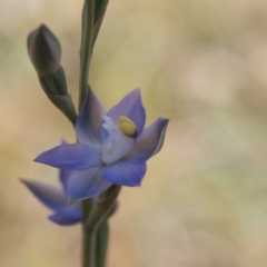 Thelymitra brevifolia at Mount Taylor - 24 Oct 2023