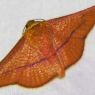 Aglaopus pyrrhata (Leaf Moth) at Sheldon, QLD - 25 Oct 2007 by PJH123