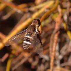 Villa sp. (genus) (Unidentified Villa bee fly) at Bruce, ACT - 30 Oct 2023 by ConBoekel