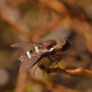 Villa sp. (genus) at Bruce, ACT - 31 Oct 2023