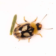 Peltoschema hamadryas (Hamadryas leaf beetle) at Bruce, ACT - 31 Oct 2023 by ConBoekel