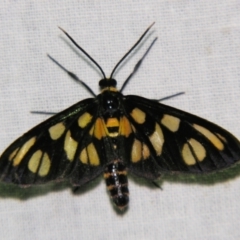 Amata (genus) (Handmaiden Moth) at Sheldon, QLD - 25 Oct 2007 by PJH123