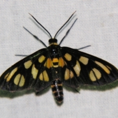 Amata (genus) (Handmaiden Moth) at Sheldon, QLD - 26 Oct 2007 by PJH123