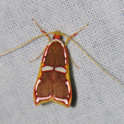 Barantola pulcherrima (Depressariidae) at Sheldon, QLD - 25 Oct 2007 by PJH123