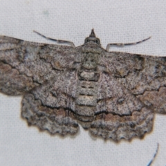 Cleora displicata (A Cleora Bark Moth) at Sheldon, QLD - 25 Oct 2007 by PJH123