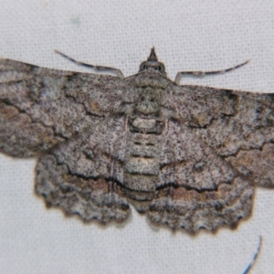 Cleora displicata at Sheldon, QLD - suppressed