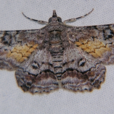 Cleora (genus) (A Looper Moth) at Sheldon, QLD - 25 Oct 2007 by PJH123