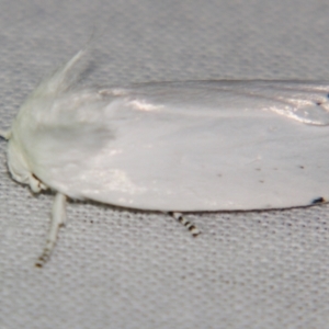 Cryptophasa epadelpha at Sheldon, QLD - suppressed