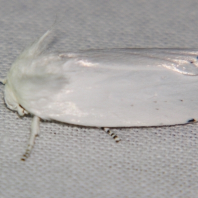 Cryptophasa epadelpha (A Gelechioid moth (Xyloryctidae)) at Sheldon, QLD - 25 Oct 2007 by PJH123