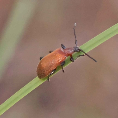 Ecnolagria grandis (Honeybrown beetle) at Bruce Ridge - 30 Oct 2023 by ConBoekel