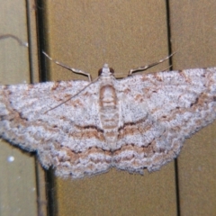 Didymoctenia exsuperata (Thick-lined Bark Moth) at Sheldon, QLD - 25 Oct 2007 by PJH123