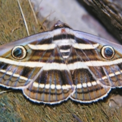 Donuca orbigera (A Noctuid moth (Eribidae)) at Sheldon, QLD - 25 Oct 2007 by PJH123