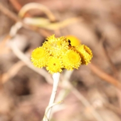 Chrysocephalum apiculatum (Common Everlasting) at Bruce Ridge - 30 Oct 2023 by ConBoekel