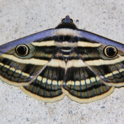 Donuca orbigera (A Noctuid moth (Eribidae)) at Sheldon, QLD - 25 Oct 2007 by PJH123