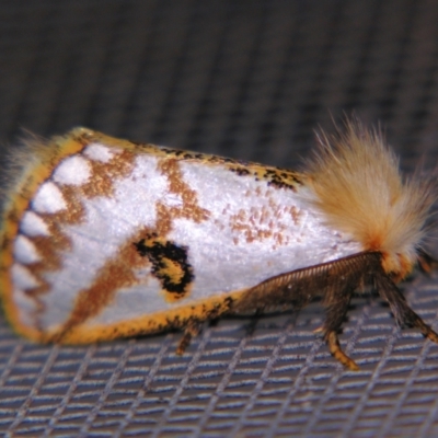 Epicoma melanosticta (Common Epicoma) at Sheldon, QLD - 25 Oct 2007 by PJH123