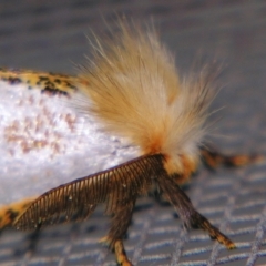 Epicoma melanosticta at Sheldon, QLD - suppressed