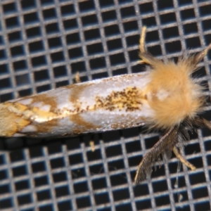 Epicoma melanosticta at Sheldon, QLD - suppressed