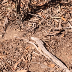 Turnix varius (Painted Buttonquail) at Bruce Ridge - 30 Oct 2023 by ConBoekel