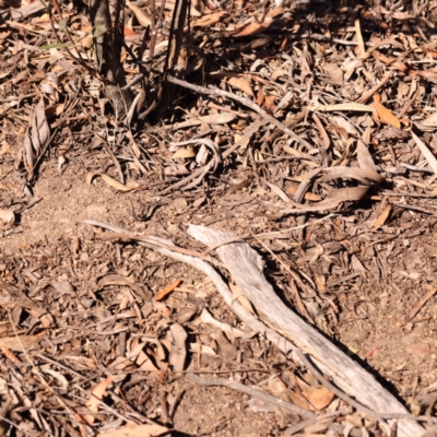 Turnix varius (Painted Buttonquail) at Bruce, ACT - 30 Oct 2023 by ConBoekel