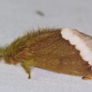 Euproctis baliolalis at Sheldon, QLD - suppressed