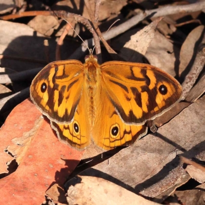 Heteronympha merope (Common Brown Butterfly) at Bruce Ridge - 30 Oct 2023 by ConBoekel