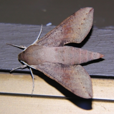 Hippotion scrofa (Coprosma Hawk Moth) at Sheldon, QLD - 26 Oct 2007 by PJH123