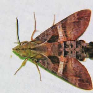 Macroglossum errans at Sheldon, QLD - 25 Oct 2007