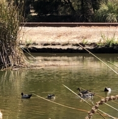 Chenonetta jubata (Australian Wood Duck) at Lake Ginninderra - 1 Nov 2023 by Butterflygirl