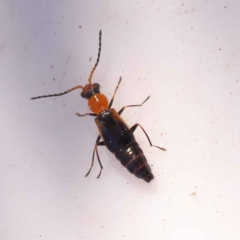 Carphurini sp. (tribe) (Soft-winged flower beetle) at Bruce Ridge - 30 Oct 2023 by ConBoekel