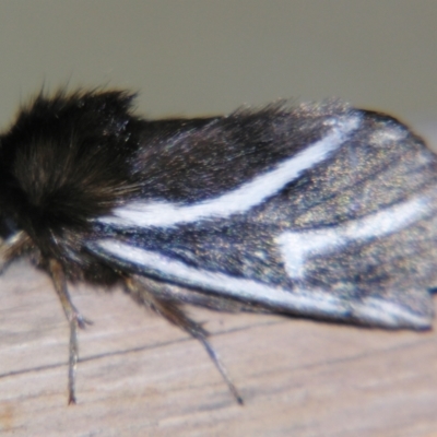 Ochrogaster lunifer (Bag-shelter moth) at Sheldon, QLD - 25 Oct 2007 by PJH123