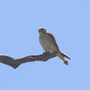 Falco cenchroides at Gundaroo, NSW - 1 Nov 2023