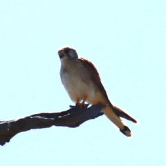 Falco cenchroides at Gundaroo, NSW - 1 Nov 2023 02:57 PM