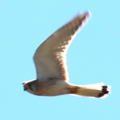 Falco cenchroides at Gundaroo, NSW - 1 Nov 2023 02:57 PM