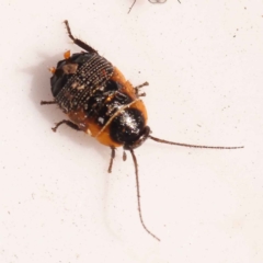 Ellipsidion australe (Austral Ellipsidion cockroach) at Bruce Ridge - 30 Oct 2023 by ConBoekel