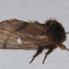 Ochrogaster lunifer (Bag-shelter moth) at Sheldon, QLD - 25 Oct 2007 by PJH123