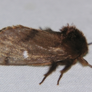 Ochrogaster lunifer at Sheldon, QLD - suppressed