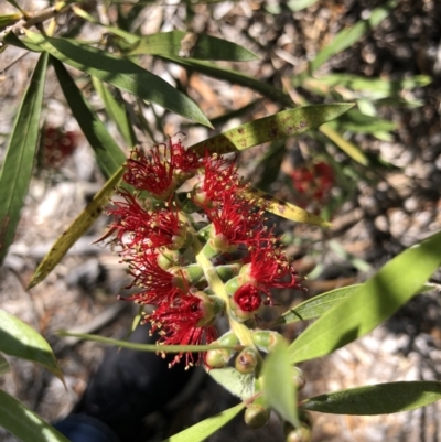 Callistemon sp. (A Bottlebrush) at Belconnen, ACT - 1 Nov 2023 by Butterflygirl