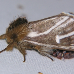 Ochrogaster lunifer at Sheldon, QLD - suppressed