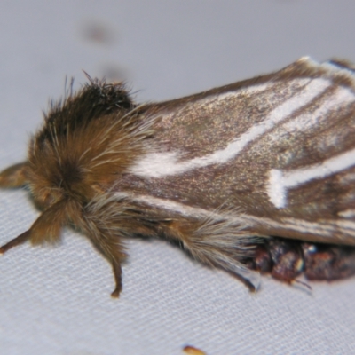 Ochrogaster lunifer (Bag-shelter moth) at Sheldon, QLD - 25 Oct 2007 by PJH123