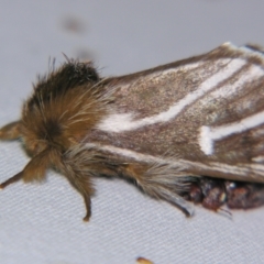 Ochrogaster lunifer (Bag-shelter moth) at Sheldon, QLD - 25 Oct 2007 by PJH123