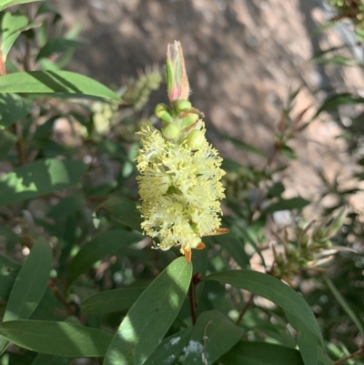 Callistemon (genus) (A Bottlebrush) at Belconnen, ACT - 1 Nov 2023 by Butterflygirl