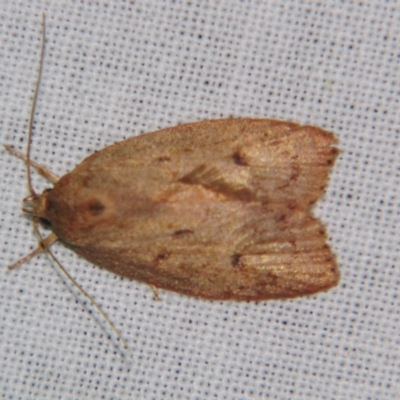 Euchaetis cryptorrhoda (Wingia Group Moth) at Sheldon, QLD - 25 Oct 2007 by PJH123