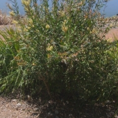 Callistemon (genus) (A Bottlebrush) at Belconnen, ACT - 1 Nov 2023 by Kireet