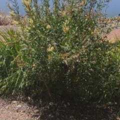 Callistemon sp. (A Bottlebrush) at Belconnen, ACT - 1 Nov 2023 by Kireet