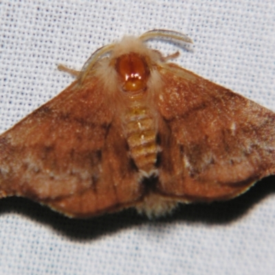Panacela lewinae (Lewin's Bag-shelter Moth) at Sheldon, QLD - 25 Oct 2007 by PJH123